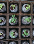 Planet Eco Veggie Patch Gardening Kit